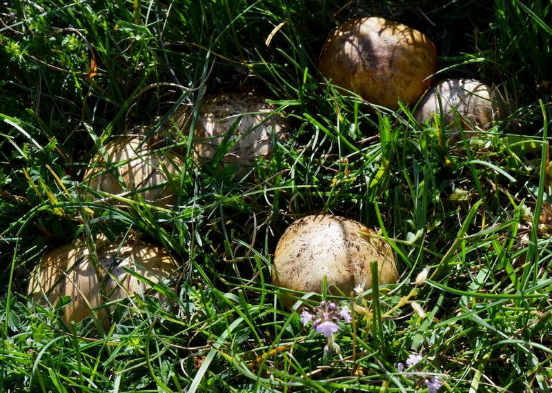 Altino con gli amici delle Marche